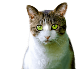 Cat Isolated Feline - Green Cat Transparent Png