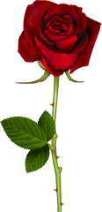 Red Rose Png Transparent - Transparent Background Red Rose Png