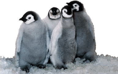 Browse And Download Penguin Png - Penguins Png