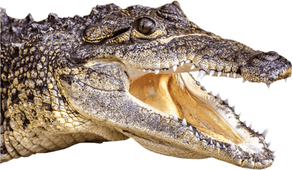 Gator Clipart Face - Alligator Head Png