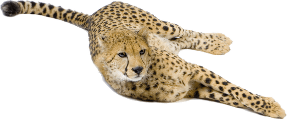 Cheetah Big Cat Terrestrial Animal Snout - Cheetah Png Cheetah