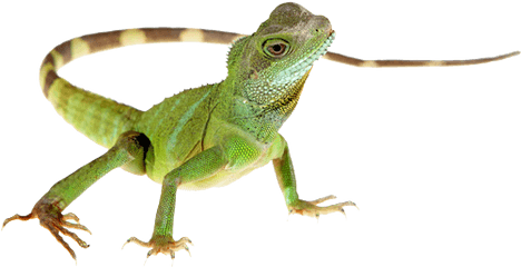 Lizard Png Hd - Lizard Png