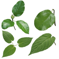 Green Leaves Image - Free PNG