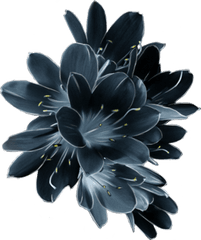 Download Hd Mq Blue Flower Flowers Garden Dark - Pink Sky Dark Blue Flower Png