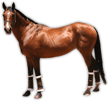 Clipart Brown Horse Png Image Download Picture Transparent Background