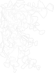 Flower Overlays Png Picture - Flower Black And White Overlay