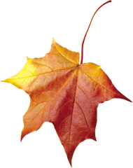 Download Autumn Png Leaf Hq Image - Autumn Leaves Pink Png