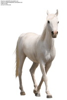 Horse Png 7