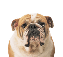 Bulldog Png Clipart