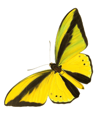 Butterfly Clipart - Yellow Butterflies Cut Out Png