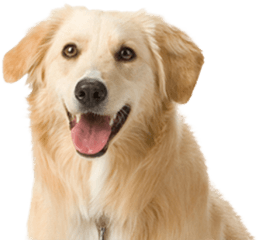 White Dog Face Png - Dog Stock Photo Png