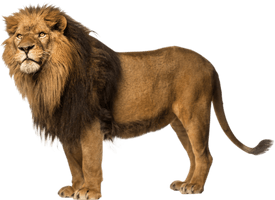 Lion Free Download Png