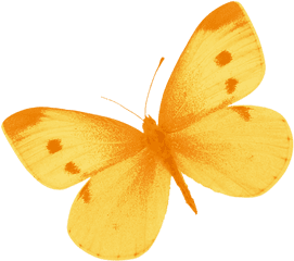 Yellow Butterfly Png Image - Yellow Butterfly Png