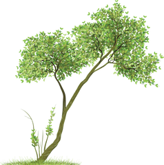 Tree Png Image Icon Favicon - Tree With Swing Png