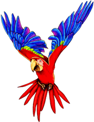 Parrot Png Transparent