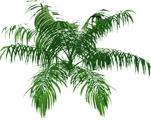 Download Palm Tree Top Png - Transparent Palm Tree Architecture Plants Top View Plan Png