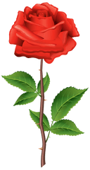 Rose Png Flower Images Free Download - Red Rose Clipart