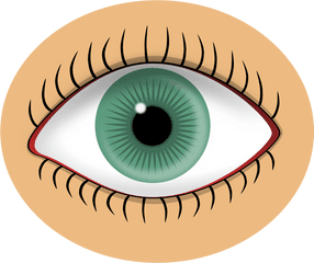 Blue Eye - 1573831523 Free Svg Eye Sense Organs Clipart Png