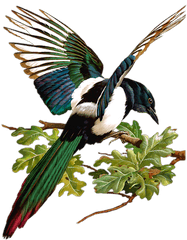 Index Of Userstbalzebirdpng - Bird Embroidery