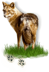 Golden Jackal - Golden Jackal Png