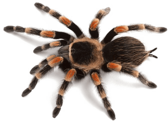 Spider - Png Images Of Spider