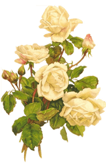 Download Hd Yellow Roses Bumbdalebee - Vintage White Rose Vintage White Rose Png