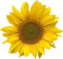 Sunflower Png Transparent 2 Image - Transparent Clear Background Sunflower Png