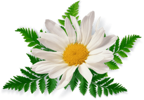 Camomile Free Download Png