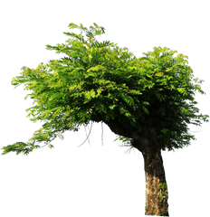 Download Tree Png For Picsart - Full Size Png Image Pngkit Tree Png For Picsart