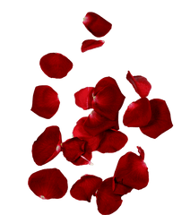 Download Hd Rose Petals - Flower Rose Png Hd