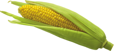 Corn Png Image