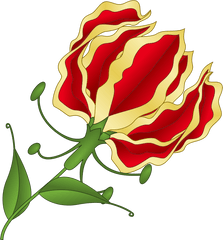 Flame Lily - Flame Lily Png