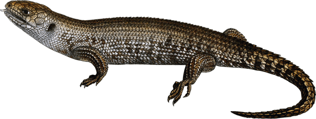 Lizard Png - Clipart Transparent Background Lizard