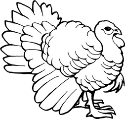 Turkey Outline - Colouring Pages Of Turkey Png