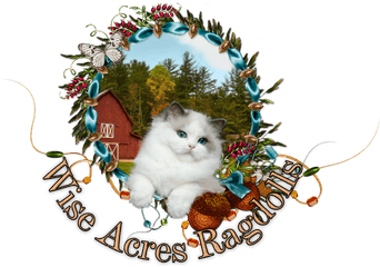 Wiseacres Ragdolls Ragdoll Kittens For - Lovely Png