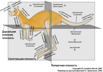 Fileanatomical - Directionskangarooruspng Wikimedia Commons Anatomical Directions Kangaroo