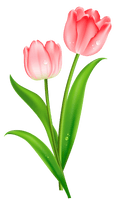 Tulip Clip Art - Free PNG