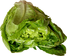 Lettuce Png Image - Romaine Lettuce