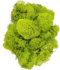 Preserved Reindeer Moss Floral Diy Terrarium Supplies - Broccoli Png