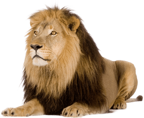 Lion Png Images Free Download Lions - Pmln Lion Png