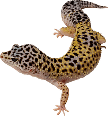 Lizard Png Images Free Download - Yellow And Black Spotted Lizard