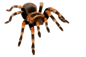 Spider Png Image