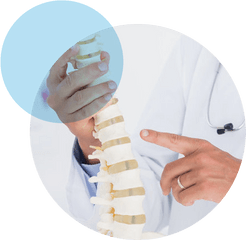 Spine - Vertebral Column Png