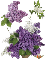 Lilac Transparent Image - Free PNG