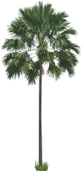 Tropical Trees Transparent U0026 Png Clipart Free Download - Ywd Trees Palm Png