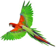 Macaw Png File