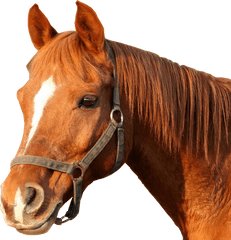 Horse Bridle Horses Head Png Image - Horse Head Png