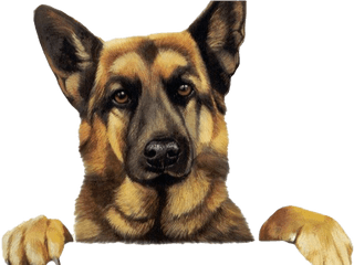 German Shepherd Dog Png Image Hd All - Dog Images Hd Png