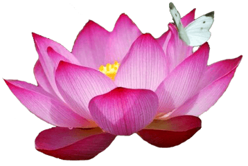 Most Beautiful Lotus Flower - Most Beautiful Red Lotus Flower Png