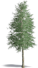 Japanese Tree - Realistic Black And White Pine Tree Hd Png Realistic Pine Tree Png